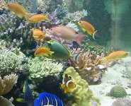 anthias-harem-10-02.jpg