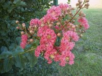 rose crape myrtle.jpg