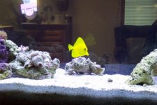 55 gal tank 002.jpg