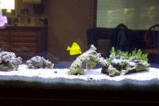 55 gal tank 001.jpg