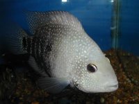 sacichlid1.jpg