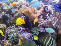 fish 3.jpg