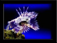 framefeather.jpg
