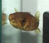 puffer.jpg