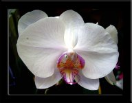 orchid2.jpg