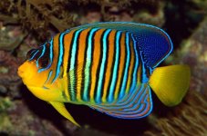 regal angelfish.jpg