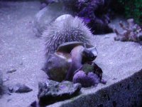 buckin-bronco-conch.jpg