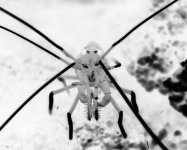 blackandwhite2.jpg