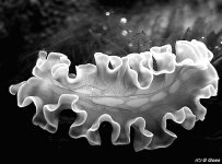lettuce nudibranch bw.jpg