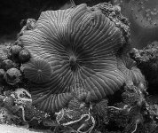 shroom b&w.jpg