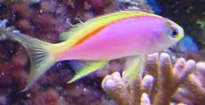 anthias-v-b-12-02.jpg