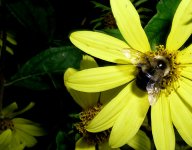 bee.jpg