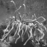 black and white.jpg