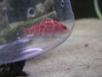anthias1.jpg