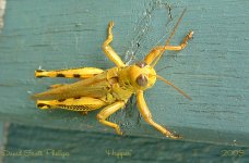 hopper.jpg