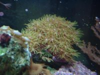 green+star+polyps.jpg