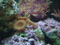 zoanthid+button+polyps.jpg