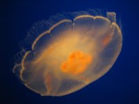 jelly3.jpg