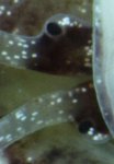 strombus2.jpg