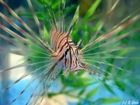 lionfish.jpg