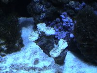 coral 029.jpg
