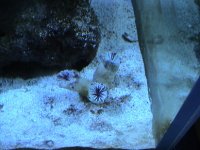 coral 030.jpg