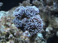 coral 010.jpg