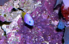 bicolor dottyback.jpg