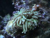 coral 008.jpg