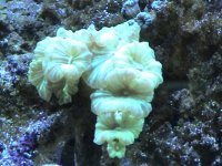 coral 031.jpg