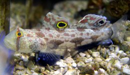 goby.jpg