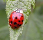 coleoptera1.jpg