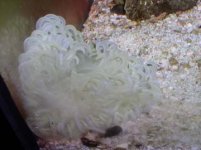 smallanemone.jpg