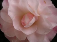 pnkcamelia2sm.jpg