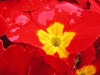 redflwrmacro2sm.jpg