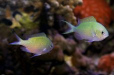 pair green chromis.jpg