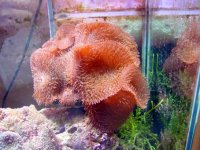 mushroom1.jpg