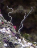 brittle star 12-1-04 mld.jpg