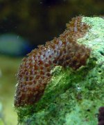 mystery encrusting polyps 5-2-04 mld.jpg