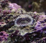 polychaete worm - fan 12-11-04 mld.jpg