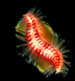 swimming bristle worm 480x.jpg