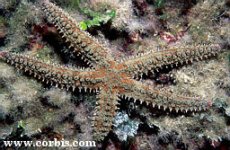 spiny starfish.jpg