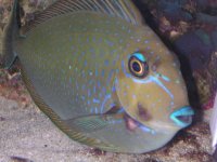 sickfish1.jpg