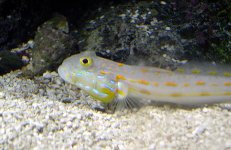 jawfish1.jpg