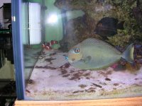sickfish2.jpg