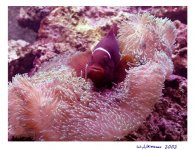 clown_anemone2rs.jpg