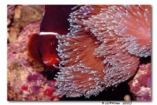 clown_anemone_border_rs.jpg