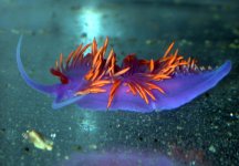 flabellina iodinea.jpg