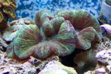 mini-mini-braincoral 1-27-04.jpg