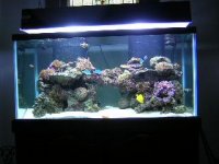 reef, aug 8 2004.jpg